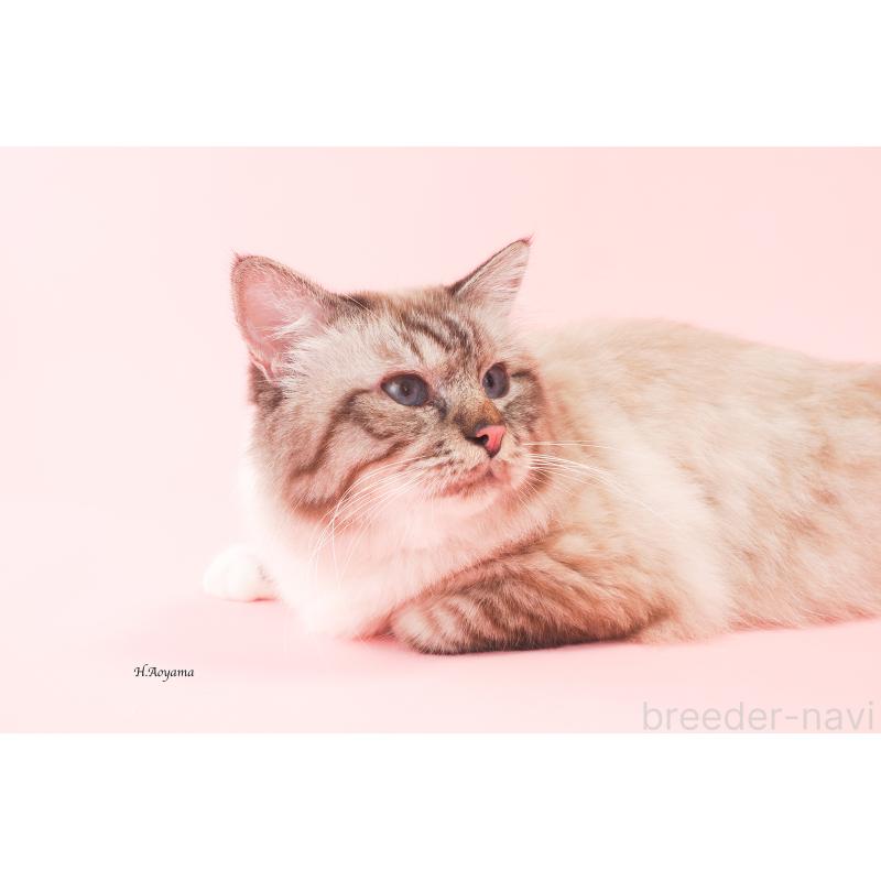 チャップリンくん1枚目