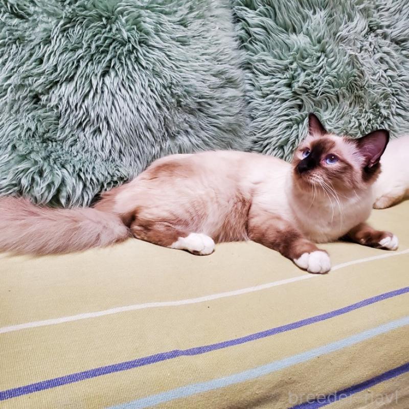 あずきちゃん1枚目