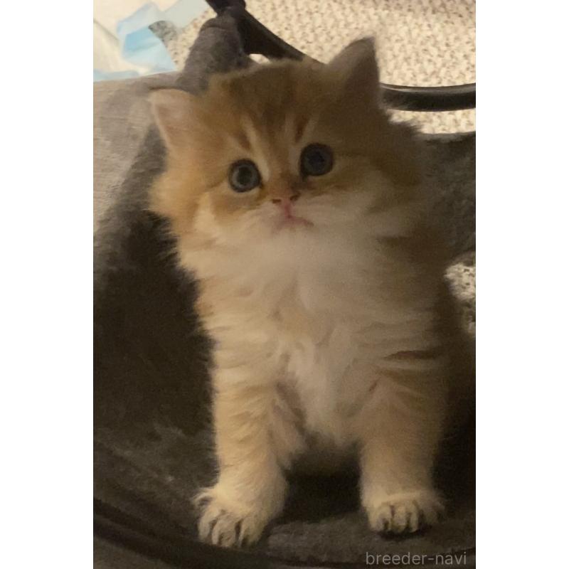 販売中の兵庫県のブリティッシュロングヘア-133885の9枚目