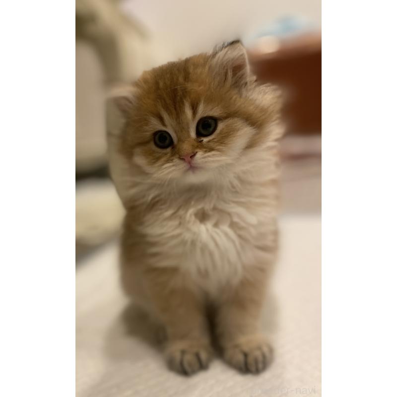 販売中の兵庫県のブリティッシュロングヘア-133885の8枚目