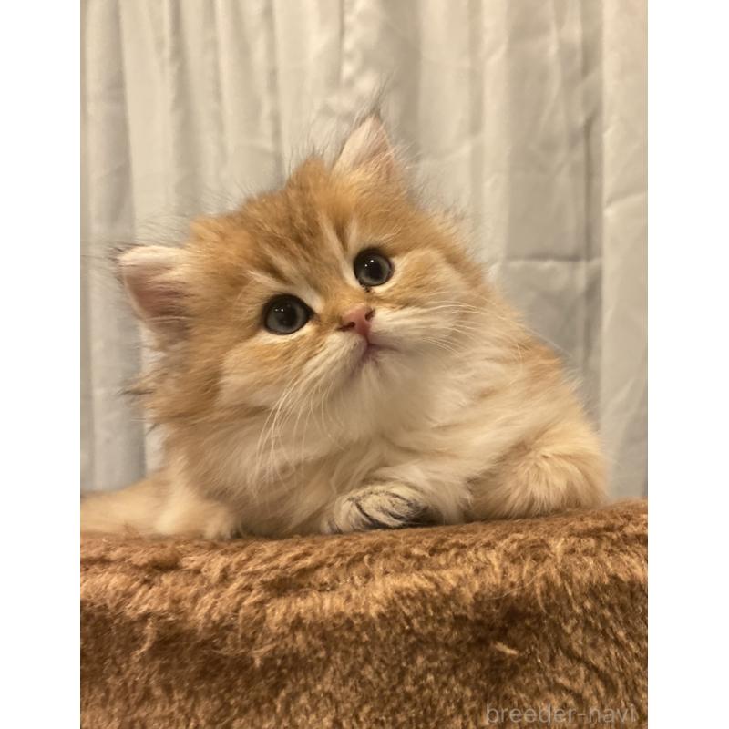 販売中の兵庫県のブリティッシュロングヘア-133885の6枚目