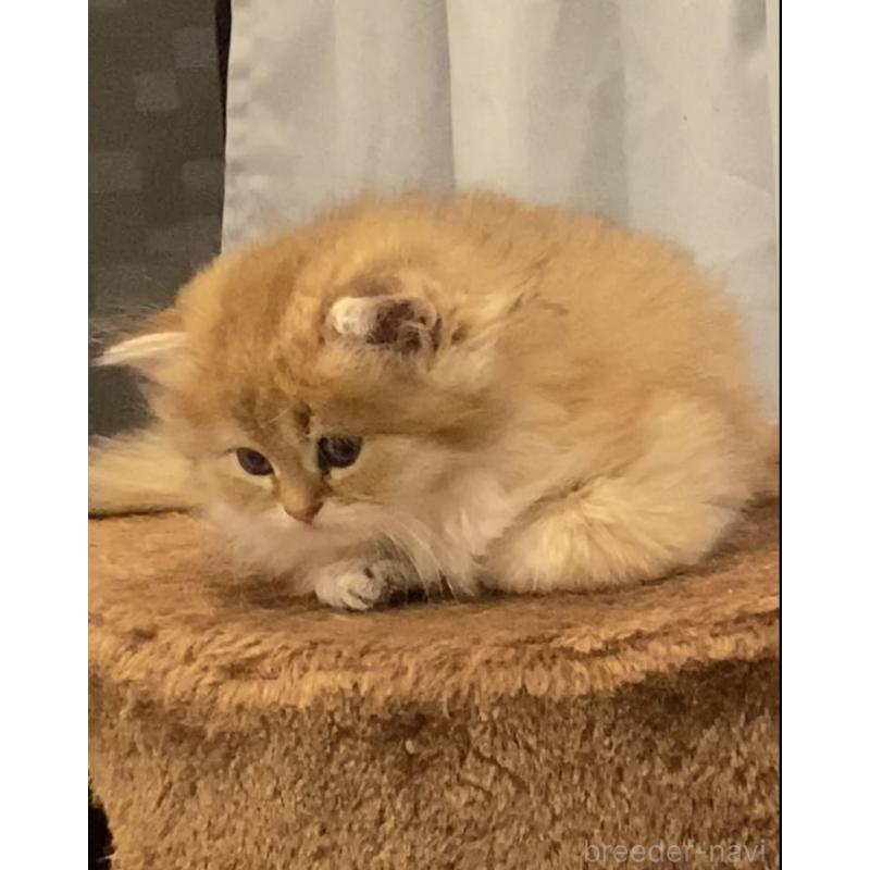 販売中の兵庫県のブリティッシュロングヘア-133885の4枚目