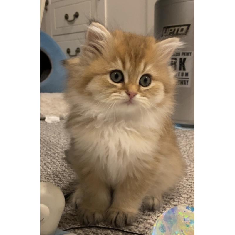 販売中の兵庫県のブリティッシュロングヘア-133885の2枚目