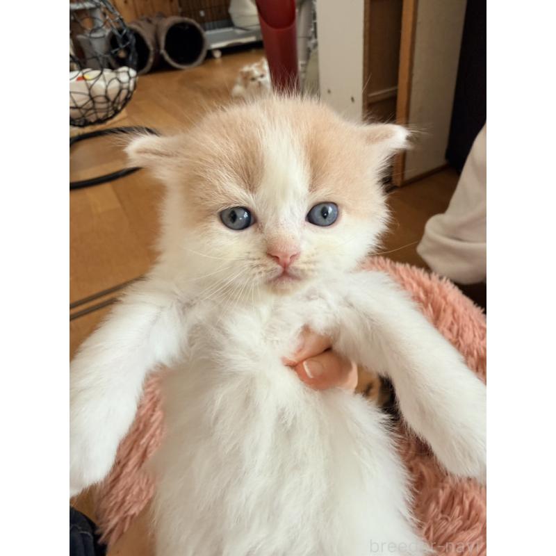 販売中の北海道のフォールデックス-133883の6枚目