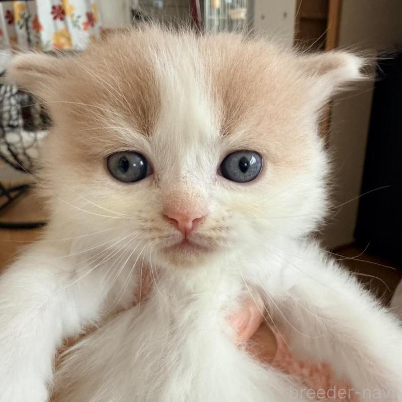 販売中の北海道のフォールデックス-133883の1枚目