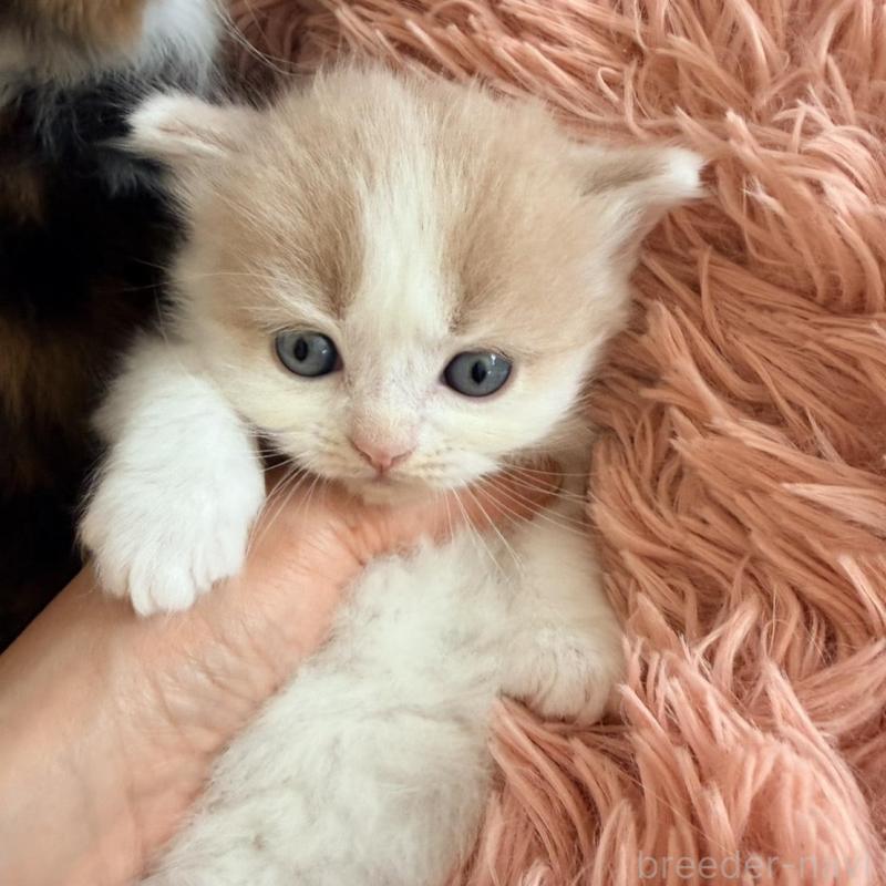 販売中の北海道のフォールデックス-133883の5枚目