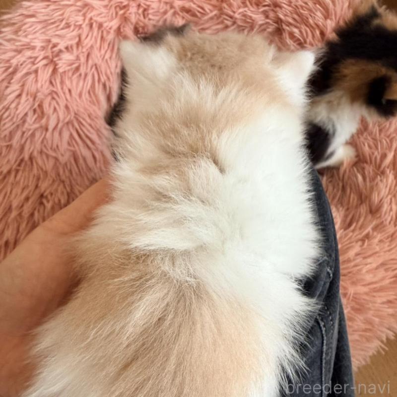 販売中の北海道のフォールデックス-133883の4枚目