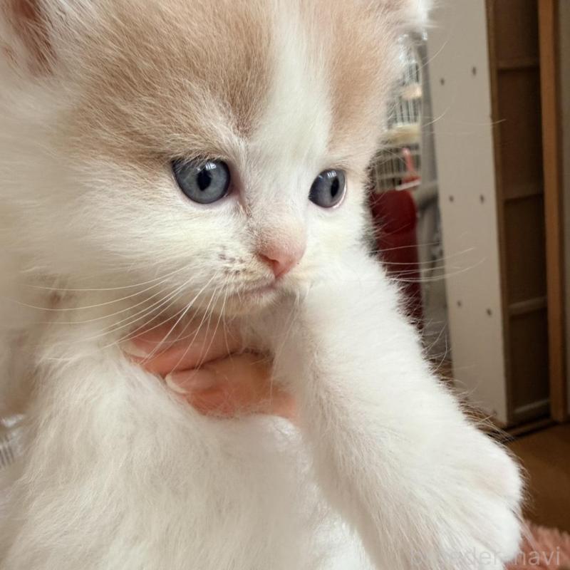 販売中の北海道のフォールデックス-133883の3枚目