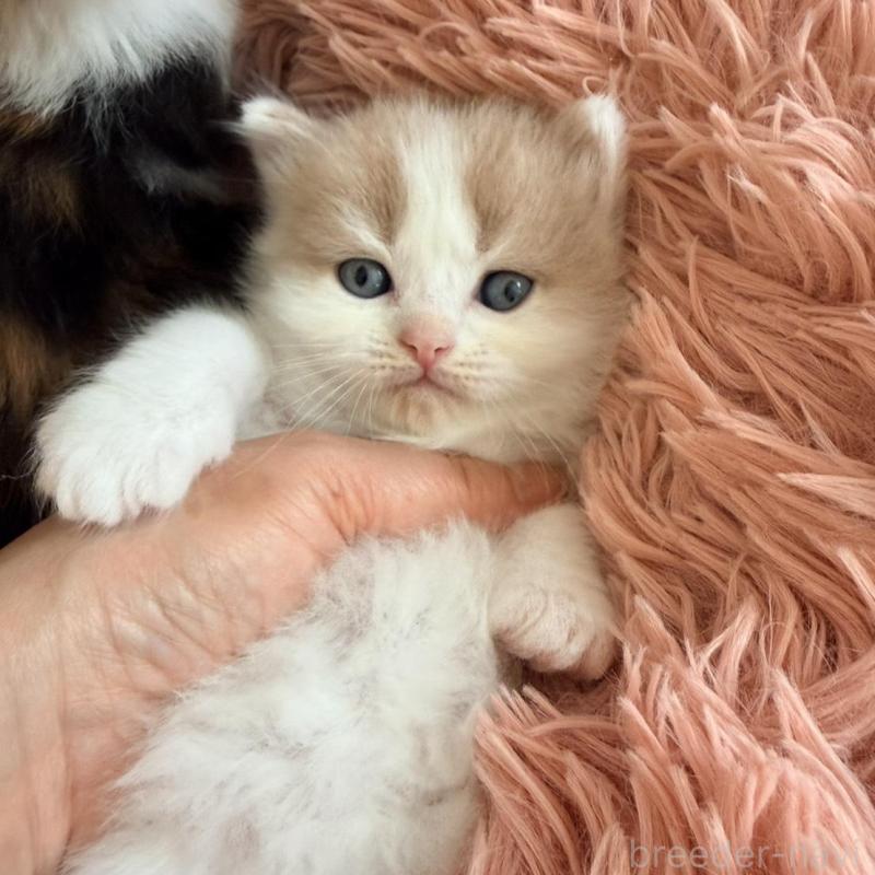 販売中の北海道のフォールデックス-133883の2枚目