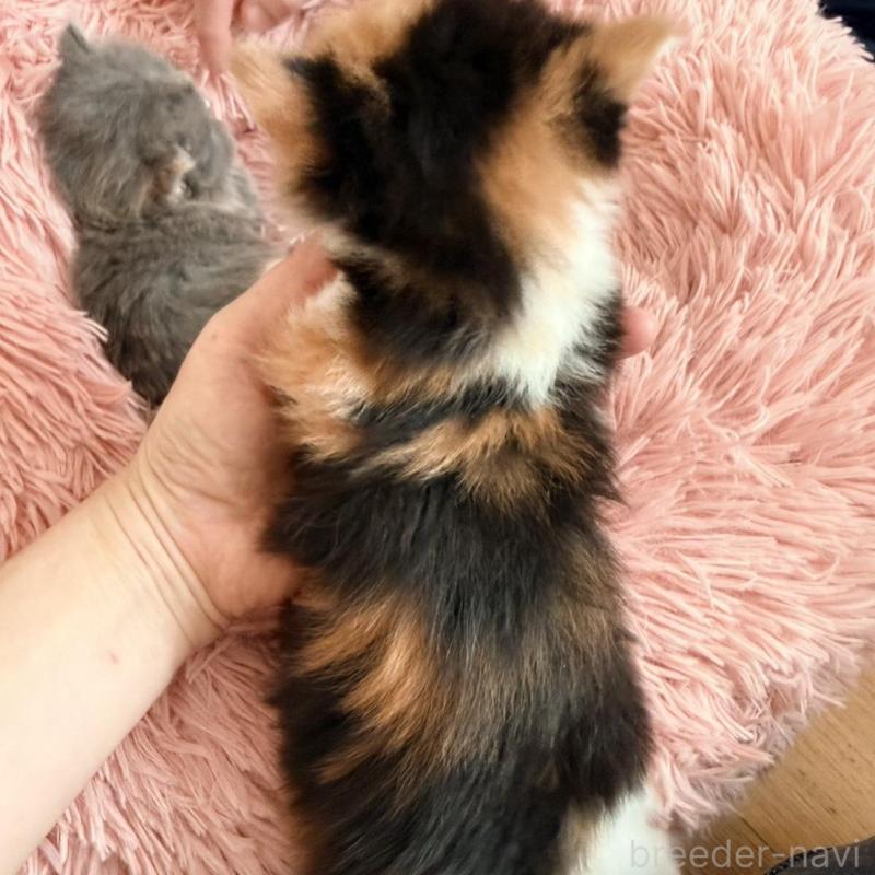 販売中の北海道のフォールデックス-133884の7枚目