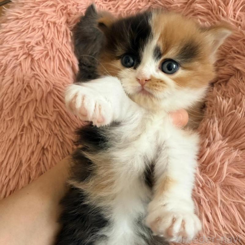 販売中の北海道のフォールデックス-133884の5枚目