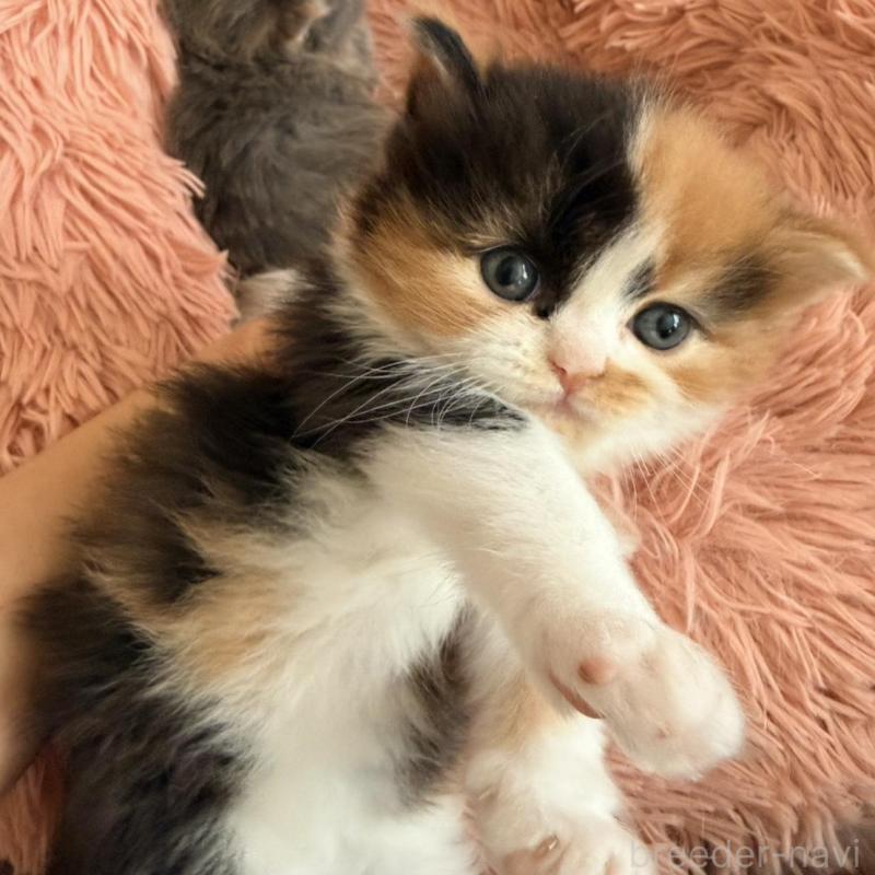 販売中の北海道のフォールデックス-133884の4枚目