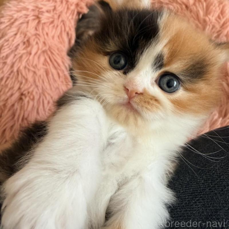 販売中の北海道のフォールデックス-133884の3枚目