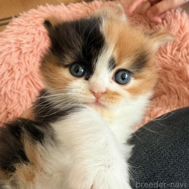 販売中の北海道のフォールデックス-133884