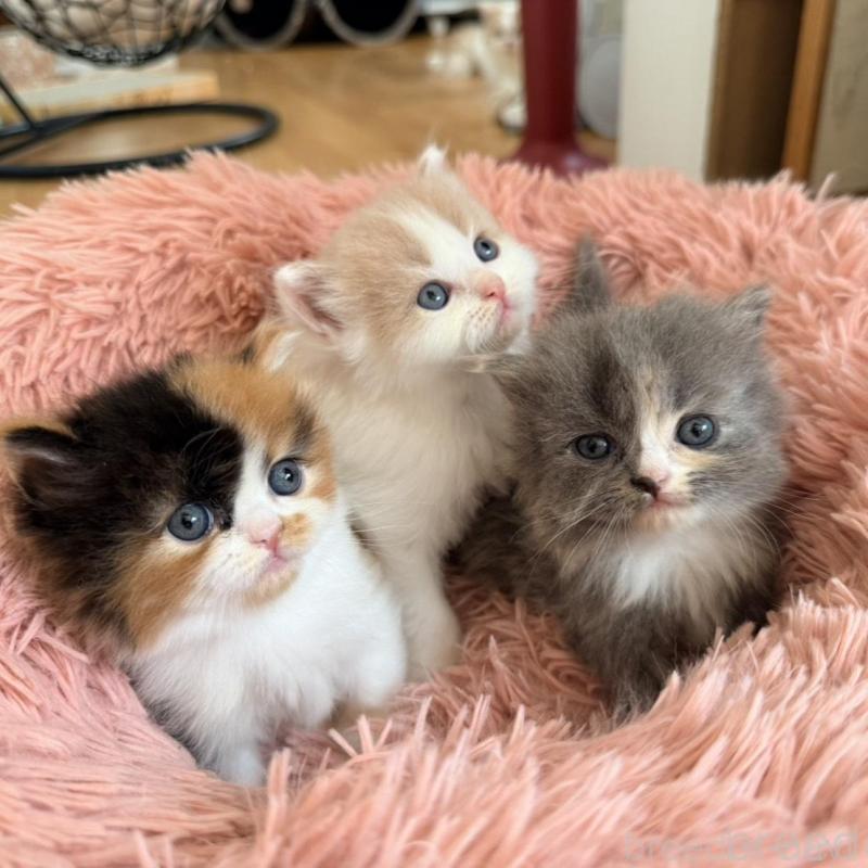 販売中の北海道のフォールデックス-133886の6枚目