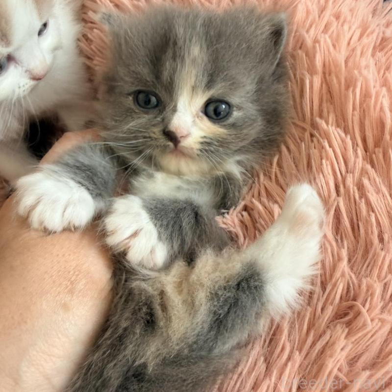 販売中の北海道のフォールデックス-133886の4枚目