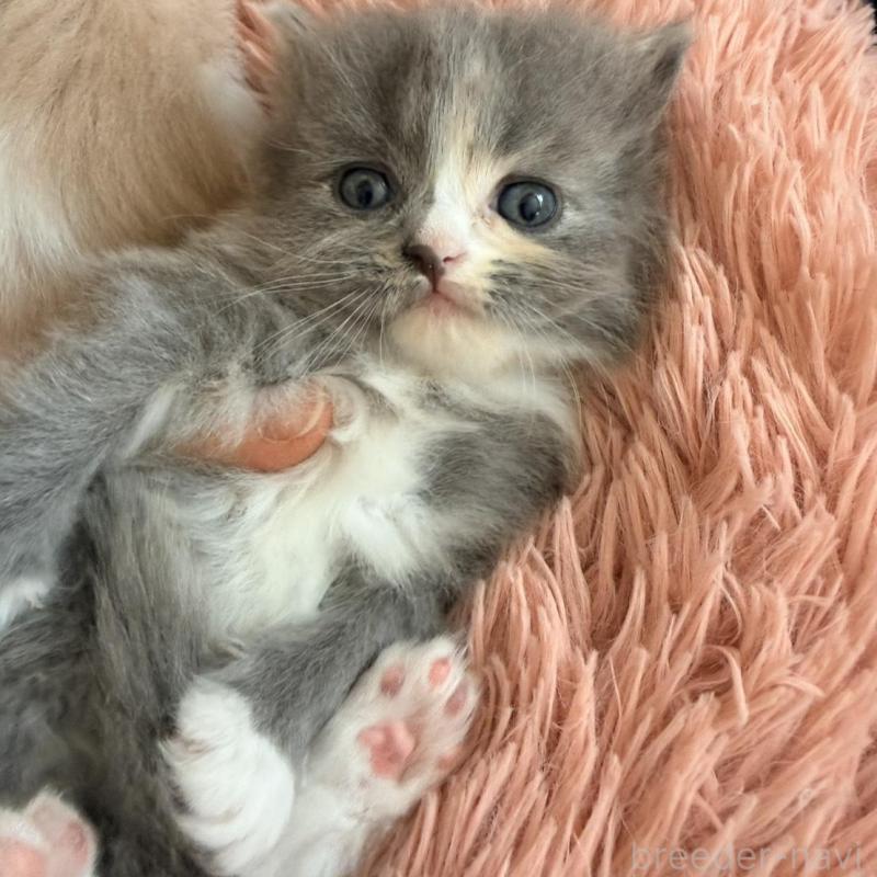 販売中の北海道のフォールデックス-133886の2枚目