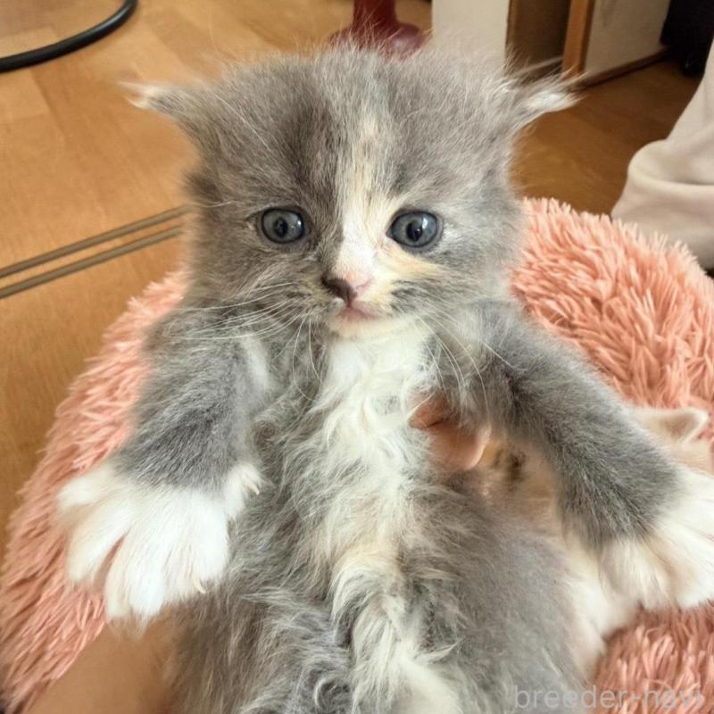 販売中の北海道のフォールデックス-133886