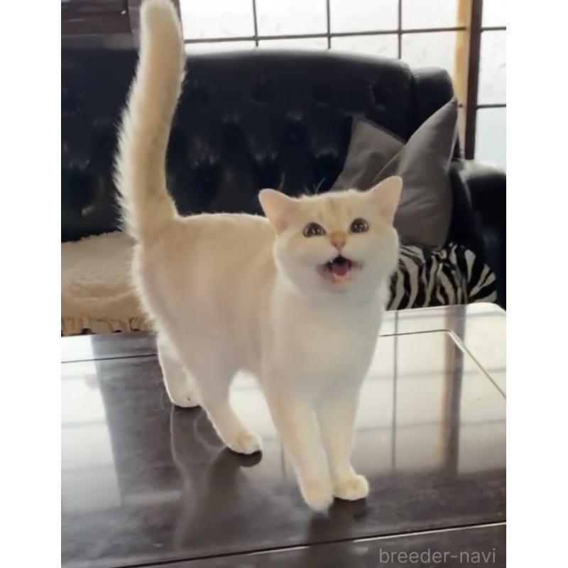 スワンちゃん1枚目