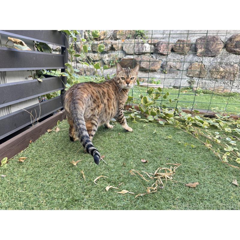 販売中の愛媛県のベンガル-133887の13枚目