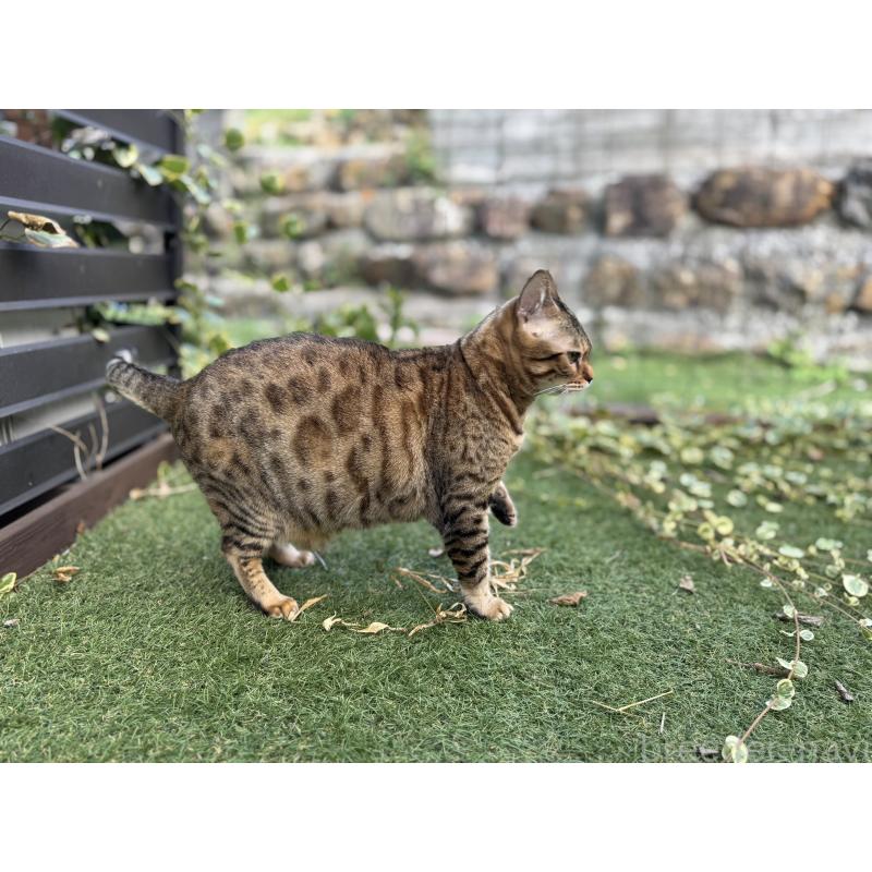 販売中の愛媛県のベンガル-133887の11枚目