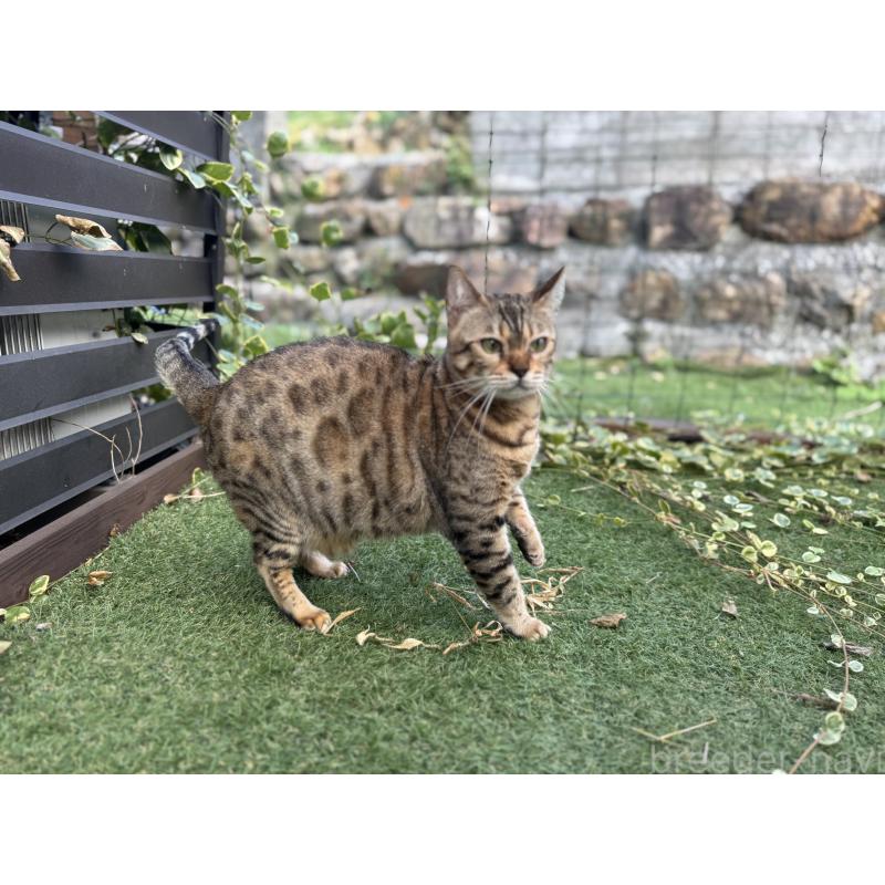 販売中の愛媛県のベンガル-133887の10枚目