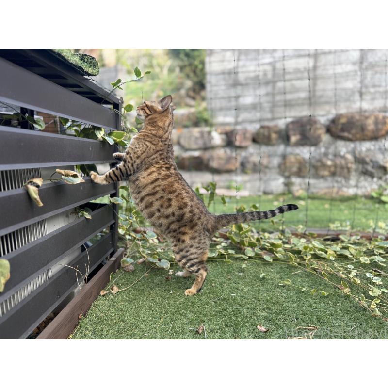 販売中の愛媛県のベンガル-133887の9枚目