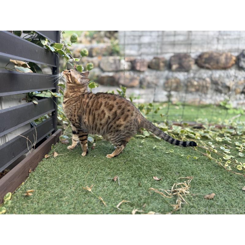 販売中の愛媛県のベンガル-133887の8枚目