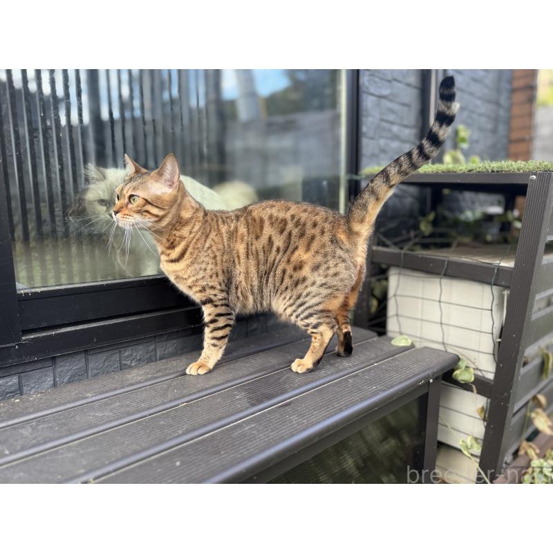 販売中の愛媛県のベンガル-133887の7枚目