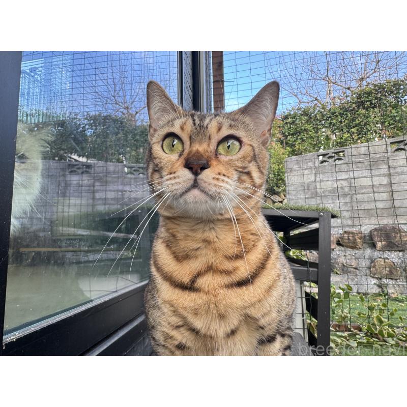 販売中の愛媛県のベンガル-133887の4枚目