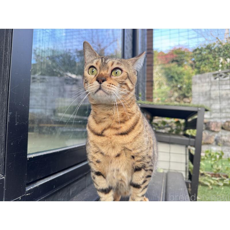 販売中の愛媛県のベンガル-133887の2枚目