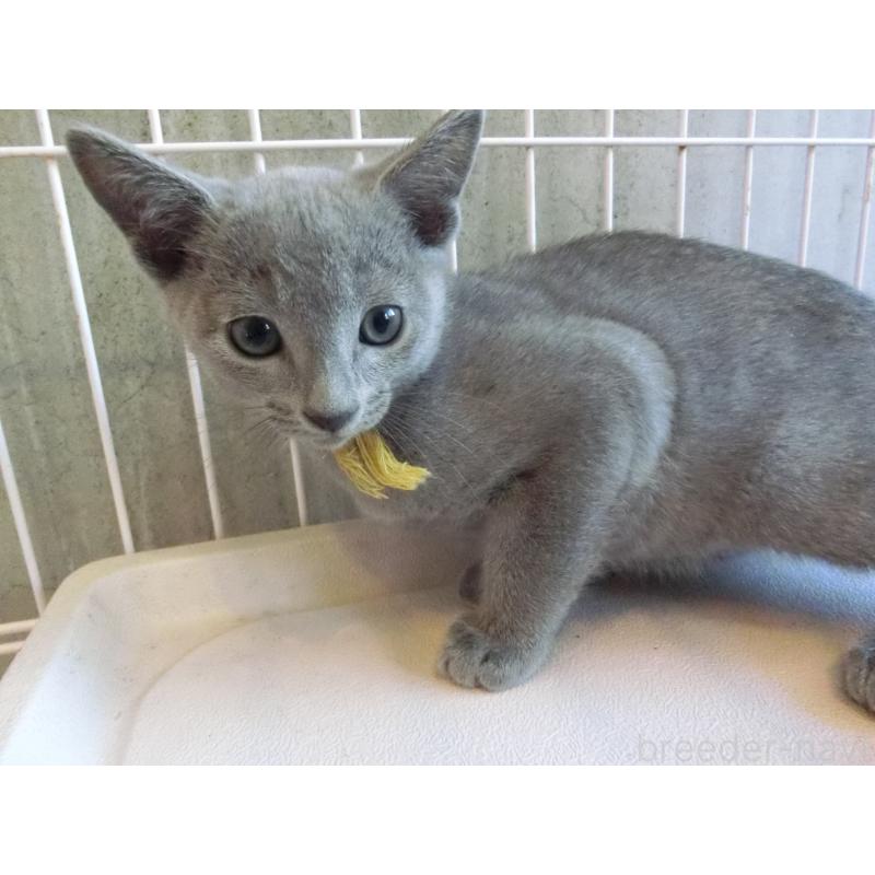 商談中の兵庫県のロシアンブルー-132730の4枚目