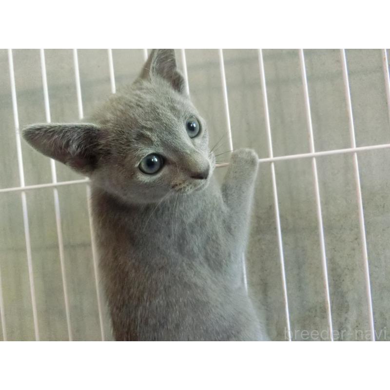 商談中の兵庫県のロシアンブルー-132730の3枚目