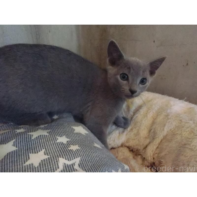 商談中の兵庫県のロシアンブルー-132730の2枚目