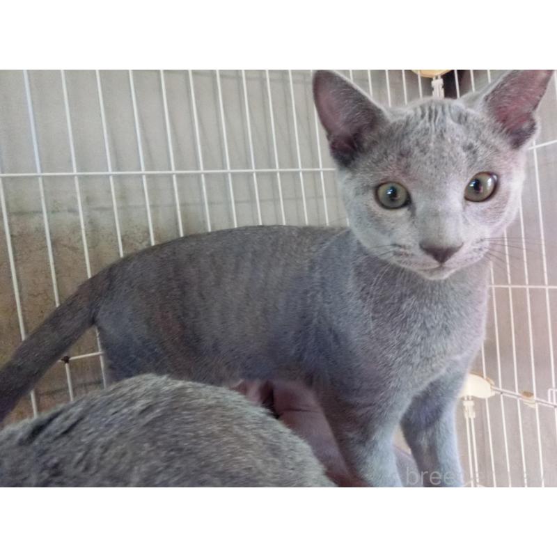 成約済の兵庫県のロシアンブルー-130063の4枚目