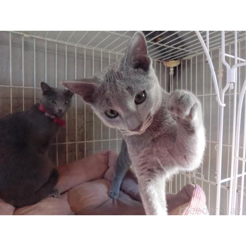 成約済の兵庫県のロシアンブルー-130063の3枚目