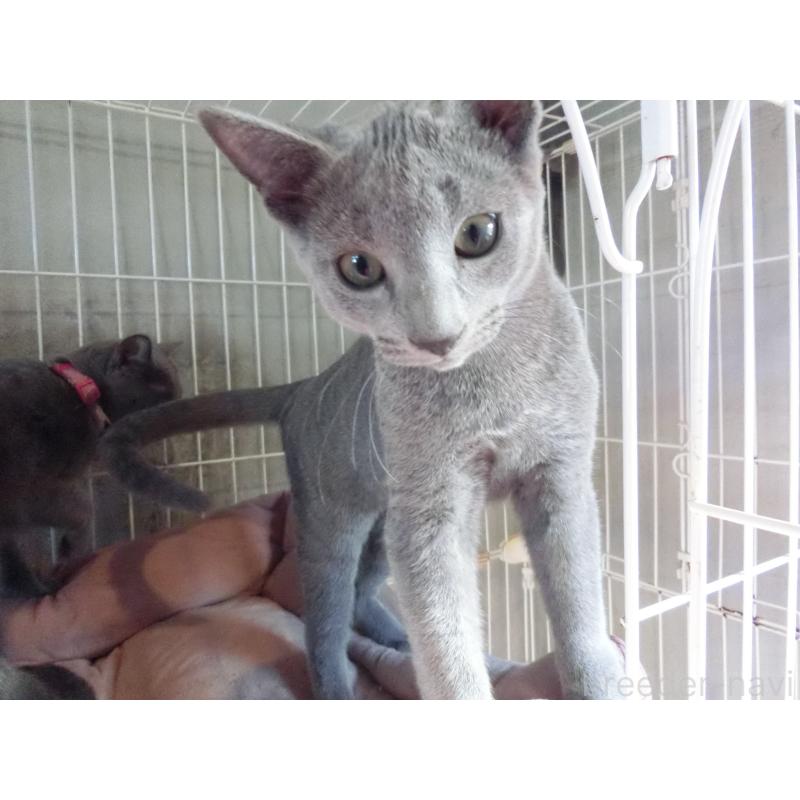 成約済の兵庫県のロシアンブルー-130063の2枚目