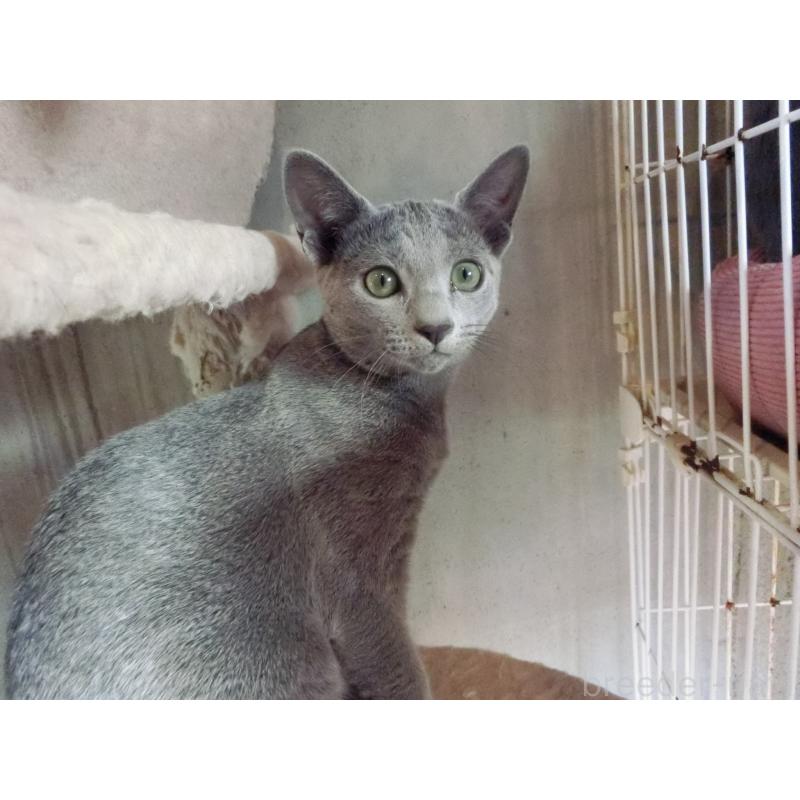 成約済の兵庫県のロシアンブルー-130062の2枚目