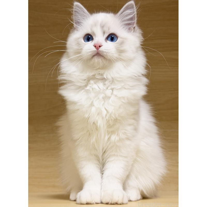 販売中の神奈川県のラグドール-131410の3枚目