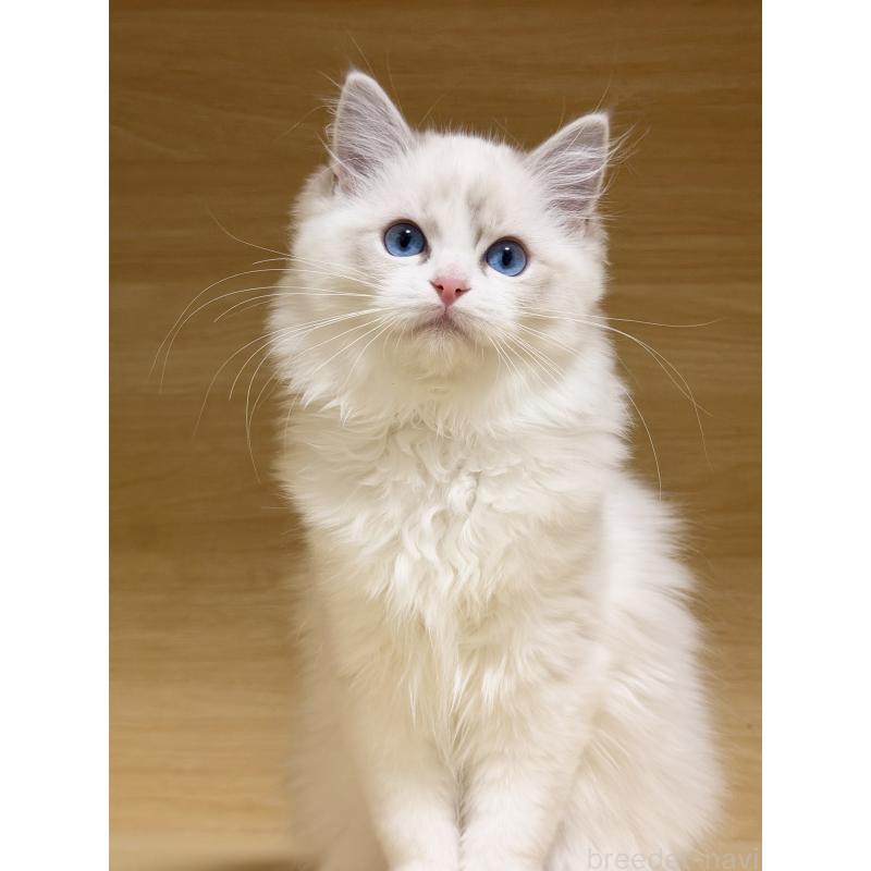 販売中の神奈川県のラグドール-131410の2枚目