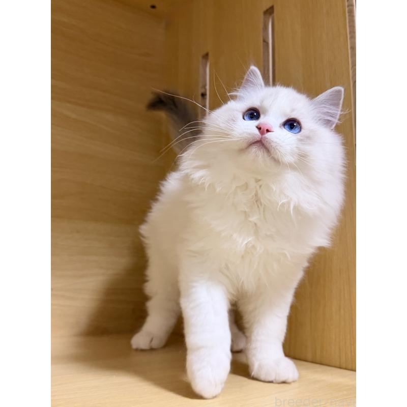 販売中の神奈川県のラグドール-131411