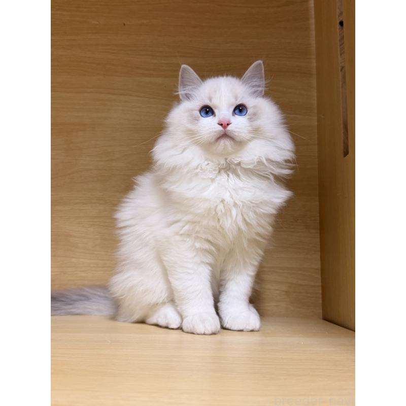 販売中の神奈川県のラグドール-131411の3枚目