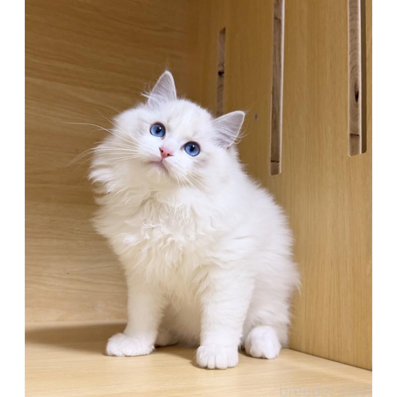 販売中の神奈川県のラグドール-131411の2枚目