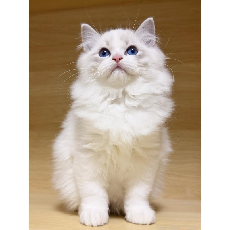 販売中の神奈川県のラグドール-131409の3枚目