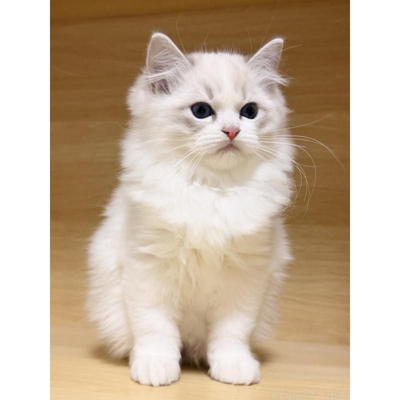 販売中の神奈川県のラグドール-131409の2枚目