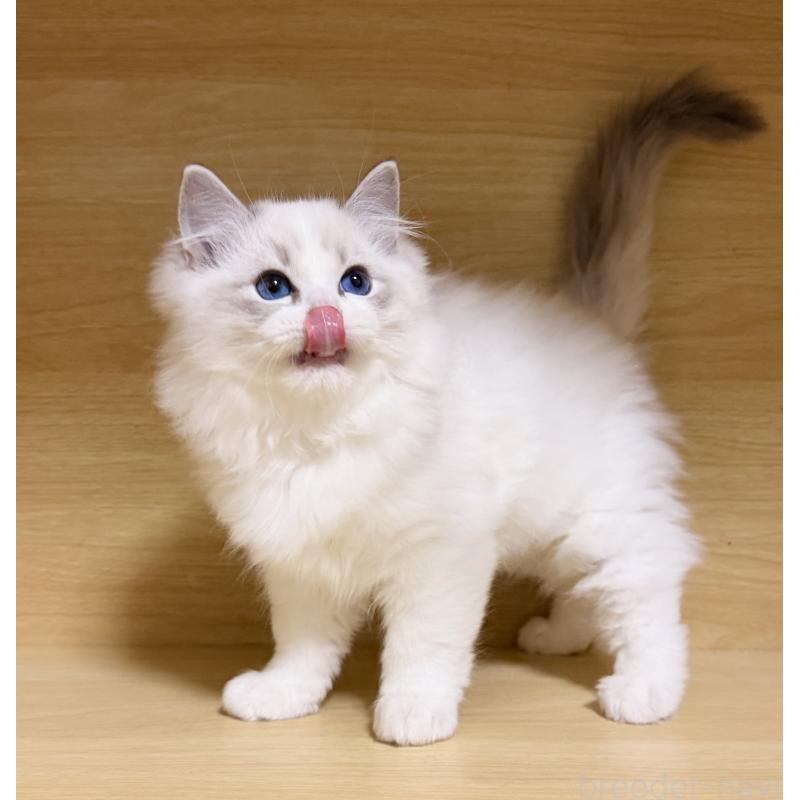 販売中の神奈川県のラグドール-131409