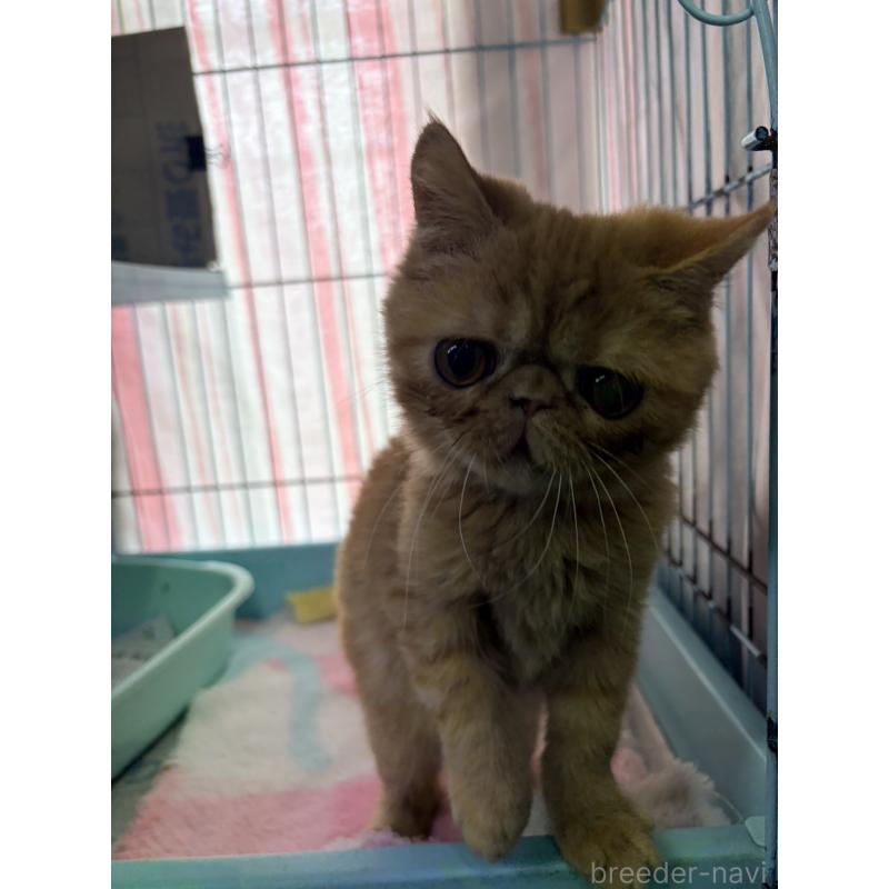 販売中の長野県のエキゾチックショートヘア-133889の4枚目