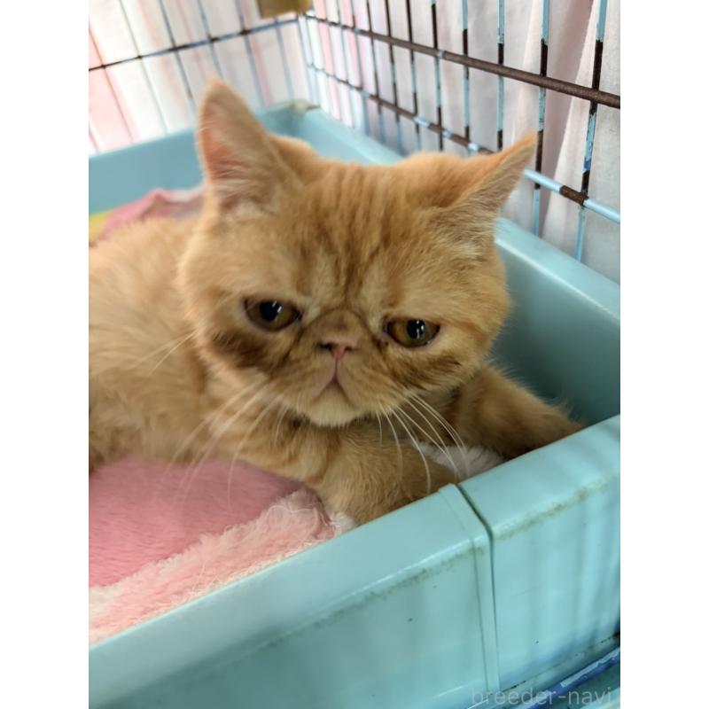 販売中の長野県のエキゾチックショートヘア-133889の3枚目