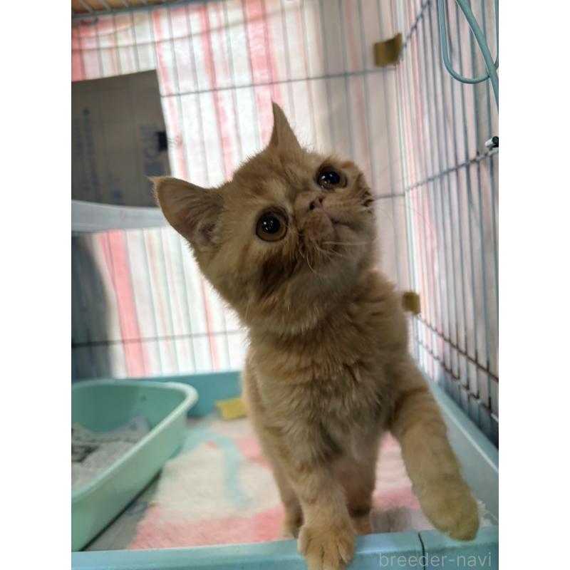 販売中の長野県のエキゾチックショートヘア-133889の2枚目