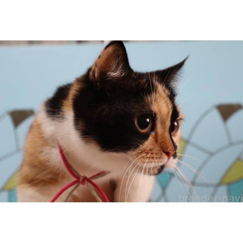 販売中の東京都のマンチカン(短足)-133890の5枚目